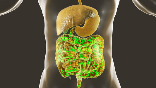 The Gut-Bone Connection: How Your Gut Health Influences Bone Health